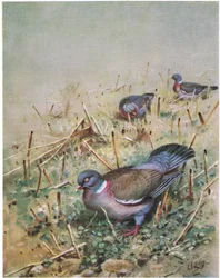 Houtduif (litho)