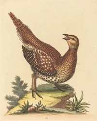 Bruine Gevlekte Vogel