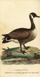 Canadese gans, Branta canadensis