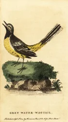 Gele kwikstaart, Motacilla cinerea, 1800 (gravure)