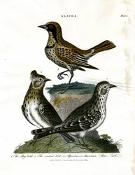 Leeuweriken (Alauda)