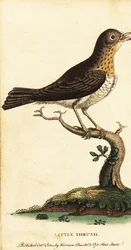 Kleine lijster, Turdus minor, 1800 (gravure)