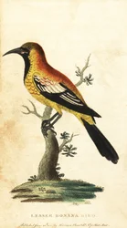 Oriole merel, Gymnomystax mexicanus