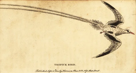 Roodsnavelkeerkringvogel, Phaethon aethereus