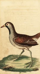 Sora, Porzana carolina.,1800
