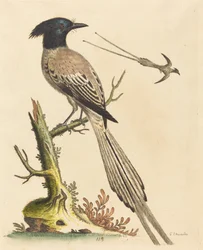 De zwart-witte kuifvogel van het paradijs