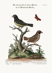 De Zwart en Geel Gekrulde Mus, en de Braziliaanse Mus, 1749-73