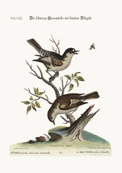 De haan koudvink. De hen koudvink, 1749-73