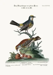 De goudkruinvliegenvangers, haan en hen, 1749-73