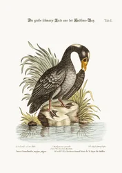 De grote zwarte eend uit de Hudsonbaai, 1749-73