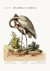 De hoepel-kraanvogel uit Hudson