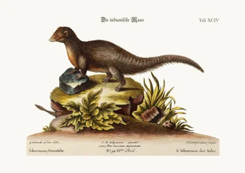 De Indiase Ichneumon, 1749-73