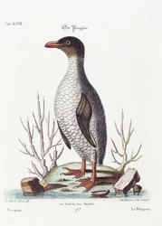 De pinguïn, 1770
