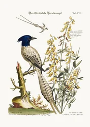 De bonte paradijsvogel, 1749-73