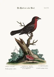 De Roodborst Zwartvogel, 1749-73