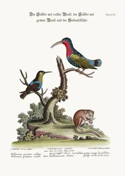De Roodborstkolibrie, de Groenthroated Kolibrie, en de Slaapmuis, 1749-73