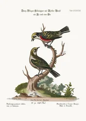 De roodkeelvliegenvangers, mannetje en vrouwtje, 1749-73