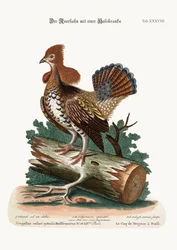 De ruigekop of korhoen, 1749-73