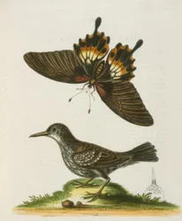 De Muurkruiper van Suriname