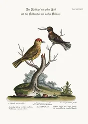 De gele barmsijs en de witstaartkolibrie, 1749-73