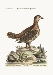 Het bruine en gevlekte korhoen, 1749-73