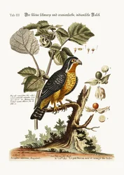 De kleine zwart en oranje gekleurde Indische havik, 1749-73