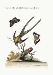De langstaart groene kolibrie, 1749-73