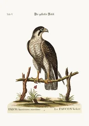 De Gevlekte Havik of Valk, 1749-73