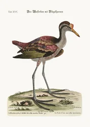De sporenwaterhoen, 1749-73