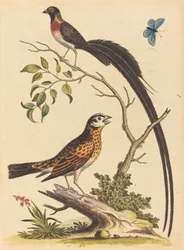 Twee vogels, één met zeer lange staartveren, en blauwe vlinder, gepubliceerd in 1745.