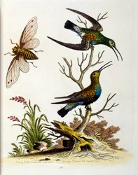 Aquarelillustratie uit een boek met zeldzame vogels van G Edwards 1750. George Edwards (1694-1773) was een Britse naturalist en ornitholoog. Hij reisde veel door Europa en bestudeerde de natuurlijke historie en vogels in het bijzonder. Hij kreeg enige erke