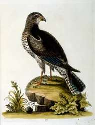 Aquarelillustratie uit een boek met zeldzame vogels van G Edwards 1750. George Edwards (1694-1773) was een Britse naturalist en ornitholoog. Hij reisde veel door Europa en bestudeerde de natuurlijke historie en vogels in het bijzonder. Hij kreeg enige erke