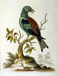 Aquarelillustratie uit een boek met zeldzame vogels van G Edwards 1750. George Edwards (1694-1773) was een Britse naturalist en ornitholoog. Hij reisde veel door Europa en bestudeerde de natuurlijke historie en vogels in het bijzonder. Hij kreeg enige erke