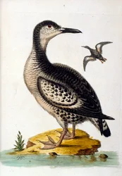 Aquarelillustratie uit een boek met zeldzame vogels van G Edwards 1750. George Edwards (1694-1773) was een Britse naturalist en ornitholoog. Hij reisde veel door Europa en bestudeerde de natuurlijke historie en vogels in het bijzonder. Hij kreeg enige erke