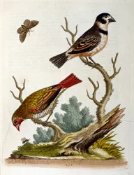 Aquarelillustratie uit een boek met zeldzame vogels van G Edwards 1750. George Edwards (1694-1773) was een Britse naturalist en ornitholoog. Hij reisde veel door Europa en bestudeerde de natuurlijke historie en vogels in het bijzonder. Hij kreeg enige erke
