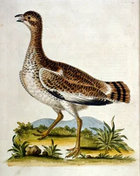 Aquarelillustratie uit een boek met zeldzame vogels van G Edwards 1750. George Edwards (1694-1773) was een Britse naturalist en ornitholoog. Hij reisde veel door Europa en bestudeerde de natuurlijke historie en vogels in het bijzonder. Hij kreeg enige erke