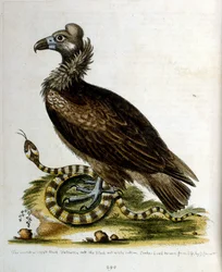 Aquarelillustratie uit een boek met zeldzame vogels van G Edwards 1750. George Edwards (1694-1773) was een Britse naturalist en ornitholoog. Hij reisde veel door Europa en bestudeerde de natuurlijke historie en vogels in het bijzonder. Hij kreeg enige erke