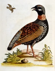 Aquarelillustratie uit een boek met zeldzame vogels van G Edwards 1750. George Edwards (1694-1773) was een Britse naturalist en ornitholoog. Hij reisde veel door Europa en bestudeerde de natuurlijke historie en vogels in het bijzonder. Hij kreeg enige erke