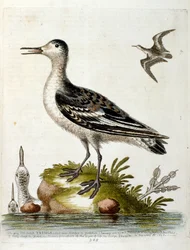Aquarelillustratie uit een boek met zeldzame vogels van G Edwards 1750. George Edwards (1694-1773) was een Britse naturalist en ornitholoog. Hij reisde veel door Europa en bestudeerde de natuurlijke historie en vogels in het bijzonder. Hij kreeg enige erke