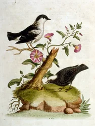 Aquarelillustratie uit een boek met zeldzame vogels van G Edwards 1750. George Edwards (1694-1773) was een Britse naturalist en ornitholoog. Hij reisde veel door Europa en bestudeerde de natuurlijke historie en vogels in het bijzonder. Hij kreeg enige erke