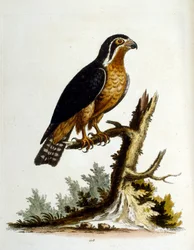 Aquarelillustratie uit een boek met zeldzame vogels van G Edwards 1750. George Edwards (1694-1773) was een Britse naturalist en ornitholoog. Hij reisde veel door Europa en bestudeerde de natuurlijke historie en vogels in het bijzonder. Hij kreeg enige erke