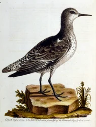 Aquarelillustratie uit een boek met zeldzame vogels van G Edwards 1750. George Edwards (1694-1773) was een Britse naturalist en ornitholoog. Hij reisde veel door Europa en bestudeerde de natuurlijke historie en vogels in het bijzonder. Hij kreeg enige erke