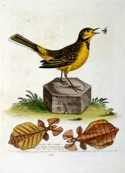 Aquarelillustratie uit een boek met zeldzame vogels van G Edwards 1750. George Edwards (1694-1773) was een Britse naturalist en ornitholoog. Hij reisde veel door Europa en bestudeerde de natuurlijke historie en vogels in het bijzonder. Hij kreeg enige erke