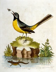 Aquarelillustratie uit een boek met zeldzame vogels van G Edwards 1750. George Edwards (1694-1773) was een Britse naturalist en ornitholoog. Hij reisde veel door Europa en bestudeerde de natuurlijke historie en vogels in het bijzonder. Hij kreeg enige erke