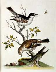 Aquarelillustratie uit een boek met zeldzame vogels van G Edwards 1750. George Edwards (1694-1773) was een Britse naturalist en ornitholoog. Hij reisde veel door Europa en bestudeerde de natuurlijke historie en vogels in het bijzonder. Hij kreeg enige erke
