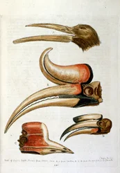 Aquarelillustratie uit een boek met zeldzame vogels van G Edwards 1750. George Edwards (1694-1773) was een Britse naturalist en ornitholoog. Hij reisde veel door Europa en bestudeerde de natuurlijke historie en vogels in het bijzonder. Hij kreeg enige erke