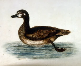 Aquarelillustratie uit een boek met zeldzame vogels van G Edwards 1750. George Edwards (1694-1773) was een Britse naturalist en ornitholoog. Hij reisde veel door Europa en bestudeerde de natuurlijke historie en vogels in het bijzonder. Hij kreeg enige erke