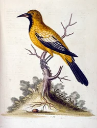 Aquarelillustratie uit een boek met zeldzame vogels van G Edwards 1750. George Edwards (1694-1773) was een Britse naturalist en ornitholoog. Hij reisde veel door Europa en bestudeerde de natuurlijke historie en vogels in het bijzonder. Hij kreeg enige erke