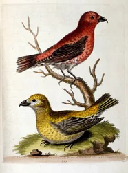 Aquarelillustratie uit een boek met zeldzame vogels van G Edwards 1750. George Edwards (1694-1773) was een Britse naturalist en ornitholoog. Hij reisde veel door Europa en bestudeerde de natuurlijke historie en vogels in het bijzonder. Hij kreeg enige erke