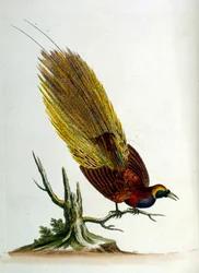Aquarelillustratie uit een boek met zeldzame vogels van G Edwards 1750. George Edwards (1694-1773) was een Britse naturalist en ornitholoog. Hij reisde veel door Europa en bestudeerde de natuurlijke historie en vogels in het bijzonder. Hij kreeg enige erke